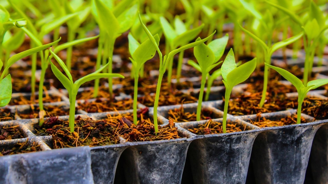 Growing Vegetables at Home: From Seed to Harvest