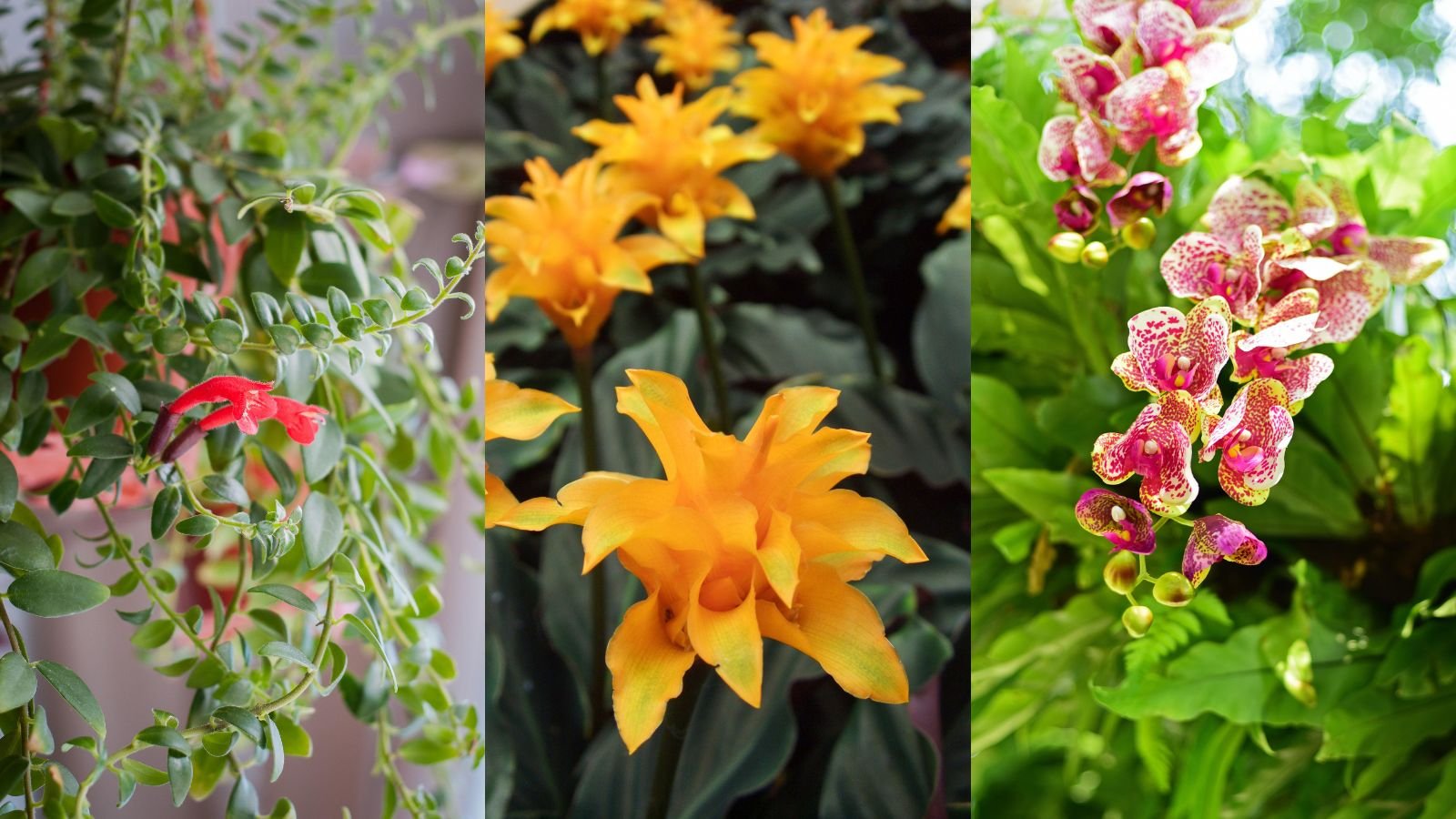 Top 10 Easy-to-Grow Flowering Plants for Indian Homes